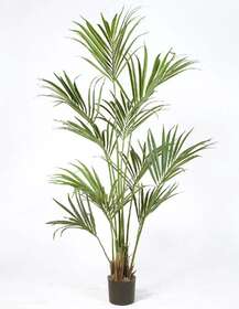 Kentia Palm W Pot 180 cm Green 